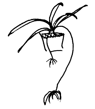 Spider Plant